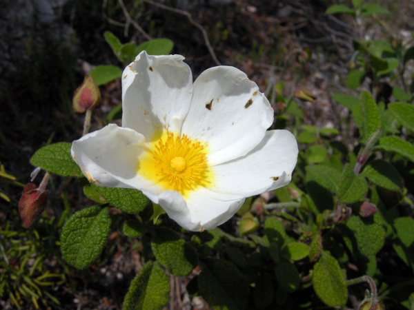 Cistus salvifolius / Cisto femmina